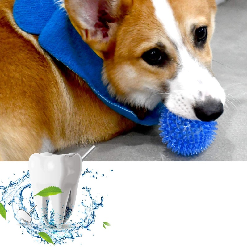 고양이와 강아지를 위한 애완동물 장난감 공 - 소리나는 - Interactive Squeaky Plush Dog Toy 리뷰 및 가격