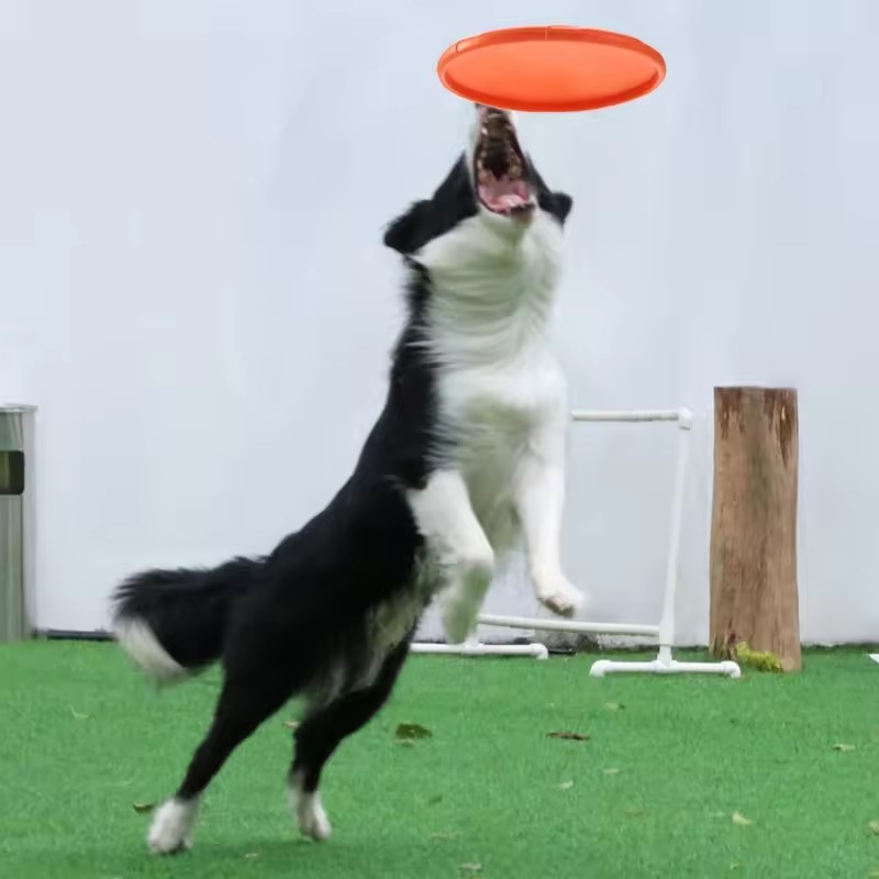 강아지용 인터랙티브 실리콘 플라잉 소서 장난감, 씹어도 - Flying Disc Dog Training Toy 리뷰 및 가격