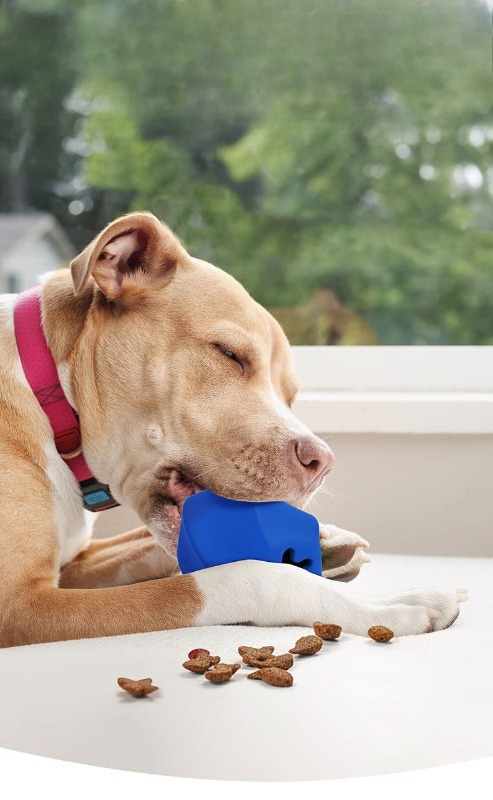 튼튼한 고무 재질의 강아지 간식 디스펜서 장난감, 지루 - Rubber Treat Dispensing Dog Toy 리뷰 및 가격